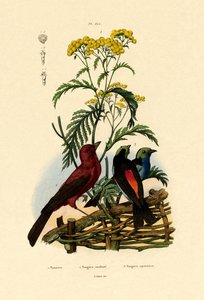 普通的艾菊，1833年至1939年 作者 法语学校